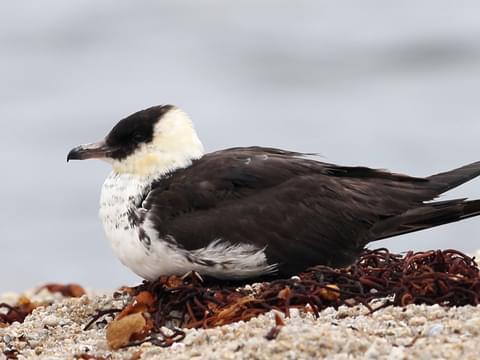 @gemmaweb Lyeurn the pomarine jaeger extends their fondest greetings.