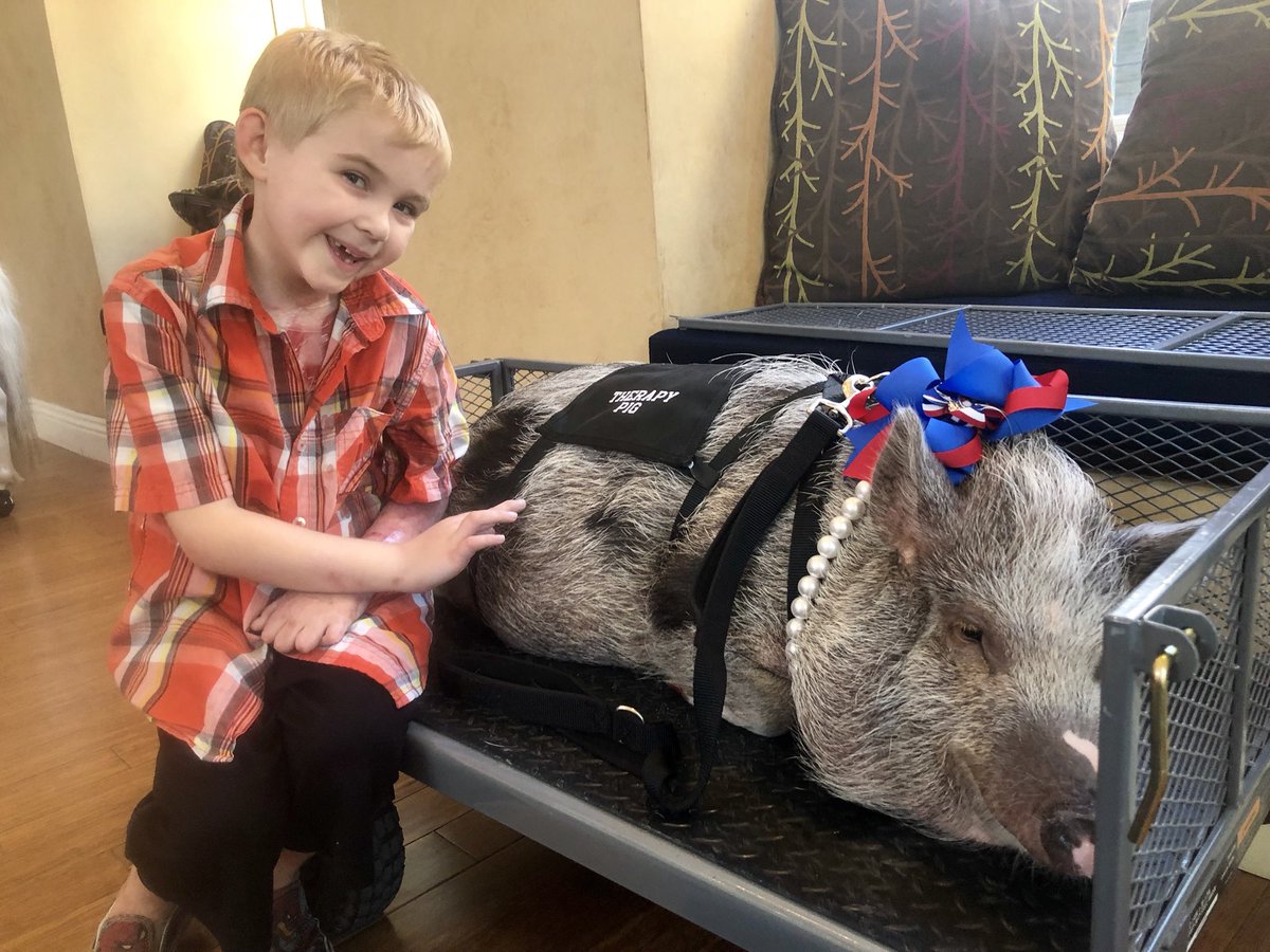 TexasMiniAngels's tweet photo. What a great evening we had while visiting the staff and families at @RMHDallas. Star and Daisy Mae sure know how to draw a crowd and make people smile.
#TexasMiniAngels #TherapyHorse #Star #TherapyPig #DaisyMae #RMHD #TherapyDay #BeKind
#BeTheReasonSomeoneSmilesToday https://t.co/C0pJtn82RO