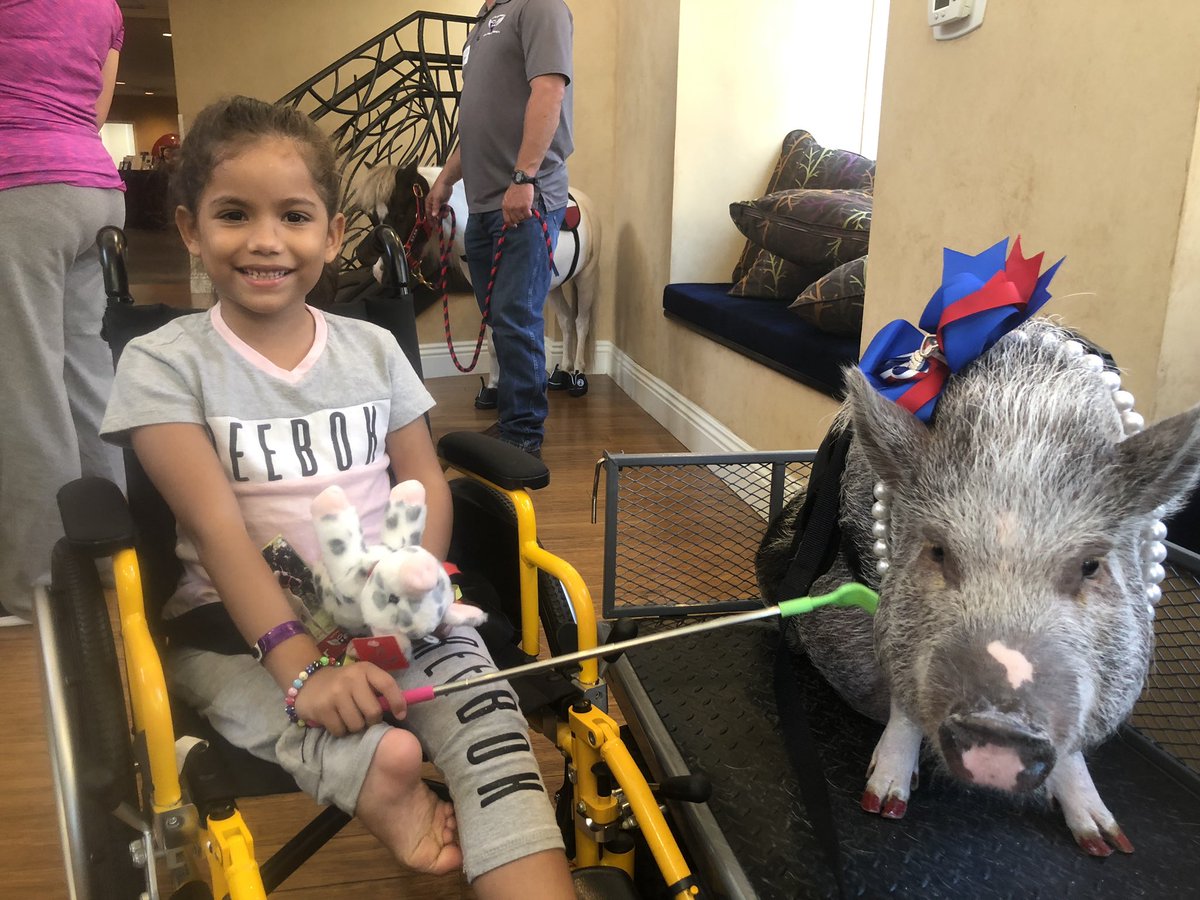TexasMiniAngels's tweet photo. What a great evening we had while visiting the staff and families at @RMHDallas. Star and Daisy Mae sure know how to draw a crowd and make people smile.
#TexasMiniAngels #TherapyHorse #Star #TherapyPig #DaisyMae #RMHD #TherapyDay #BeKind
#BeTheReasonSomeoneSmilesToday https://t.co/C0pJtn82RO