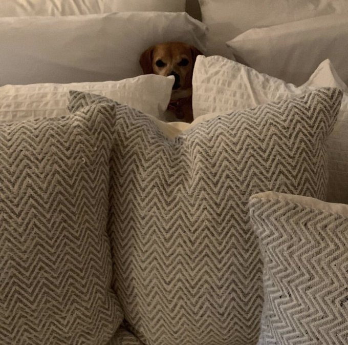 Peek a boo 🐶 Ms. Baby https://t.co/cJ4z6C3piH<a href="/tag/ashwednesday"class="tags"><span>#ashwednesday</span></a><a href="/tag/lent"class="tags"><span>#lent</span></a><a href="/tag/pray40"class="tags"><span>#pray40</span></a>