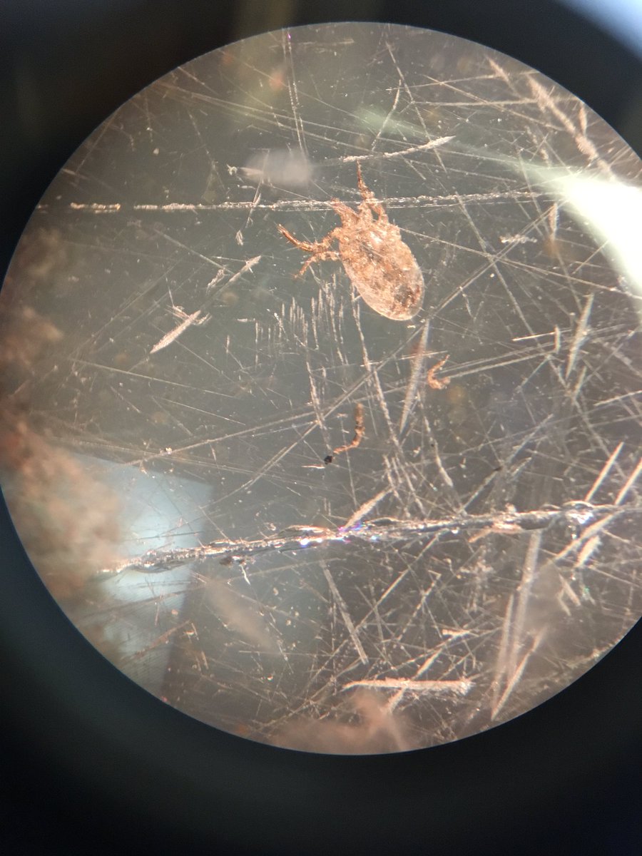 SarahKnutie's tweet photo. Big shout out to @Mack_Watkins33 for streamlining our protocol and training @EmmaStierhoff. I’m so lucky to have a great collaborative lab! 

📸: @Mack_Watkins33 

@UConnResearch @uconneeb #parasites #nestparasitestudy https://t.co/jUUESCSAMm