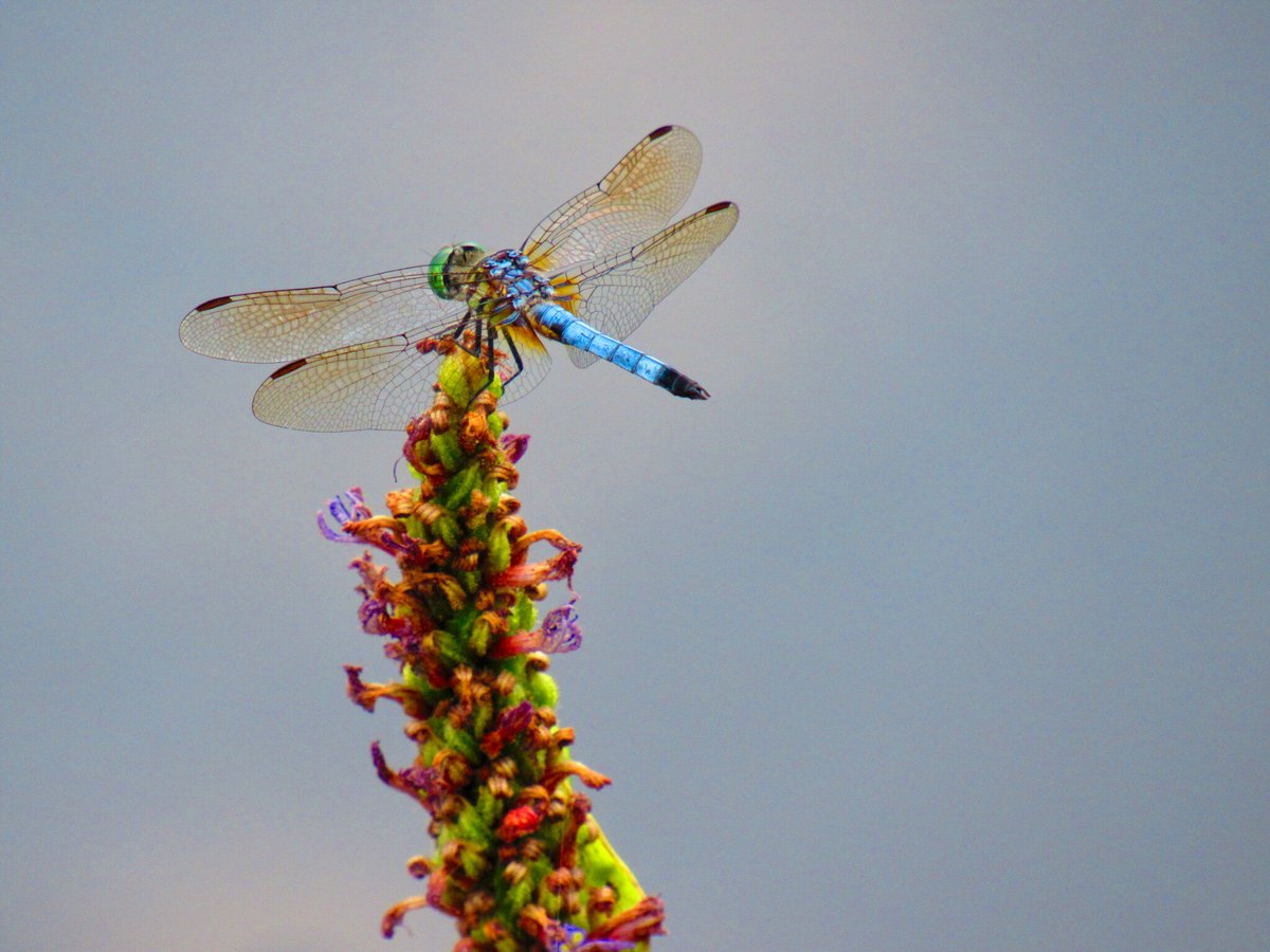 Great Blue Skimmer resting on a perch by the pond. 

#dragonfly #naturalvirginia #nature #naturephotography #virginiawildlife #virginia #fxva #ipulledoverforthis #ellanorlawrencepark #fairfaxcountyparks #igva
