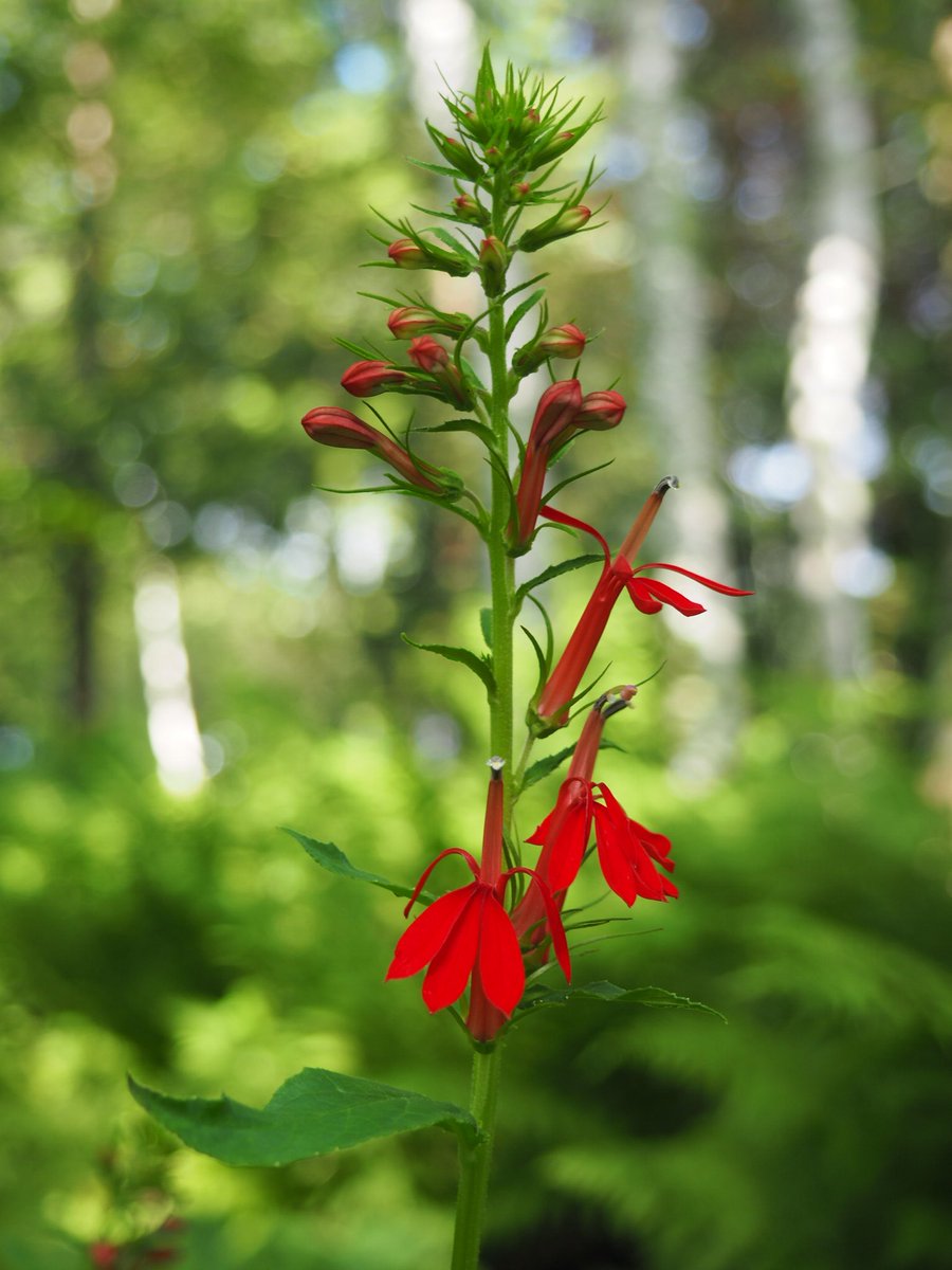 theneenbeen's tweet photo. Relaxing with family in Bar Harbor and Acadia National Park before the semester starts! Enjoyed finding some New England wildflowers while hiking and exploring, including this Lobelia cardinalis! 😊 #acadianationalpark #barbarbor #maine https://t.co/0Qq3tztEkH