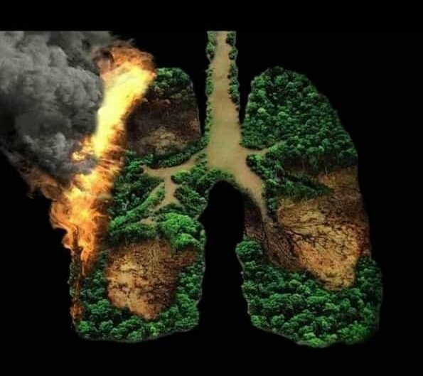 El pulmón del mundo se está incendiando Salvemos el Amazonas, la mitad de la biodiversidad  está en peligro.🍃
#PrayforAmazonas #amazonasenllamas