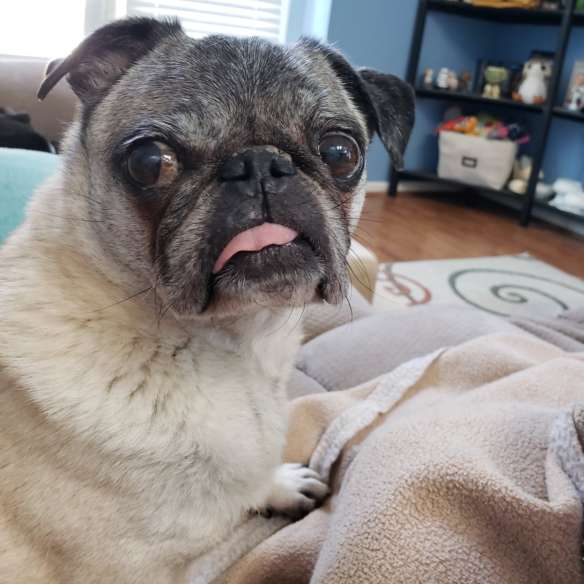 elawithleighton's tweet photo. The look Brutus gets when the doorbell rings. It's the Amazon delivery guy with some gifts for my classroom! Thank you to SPS parents and teachers for your support! #crazypuglady #clearthelists #clearthelistsva https://t.co/19eZOJkbAG https://t.co/MxR6eWf8mM