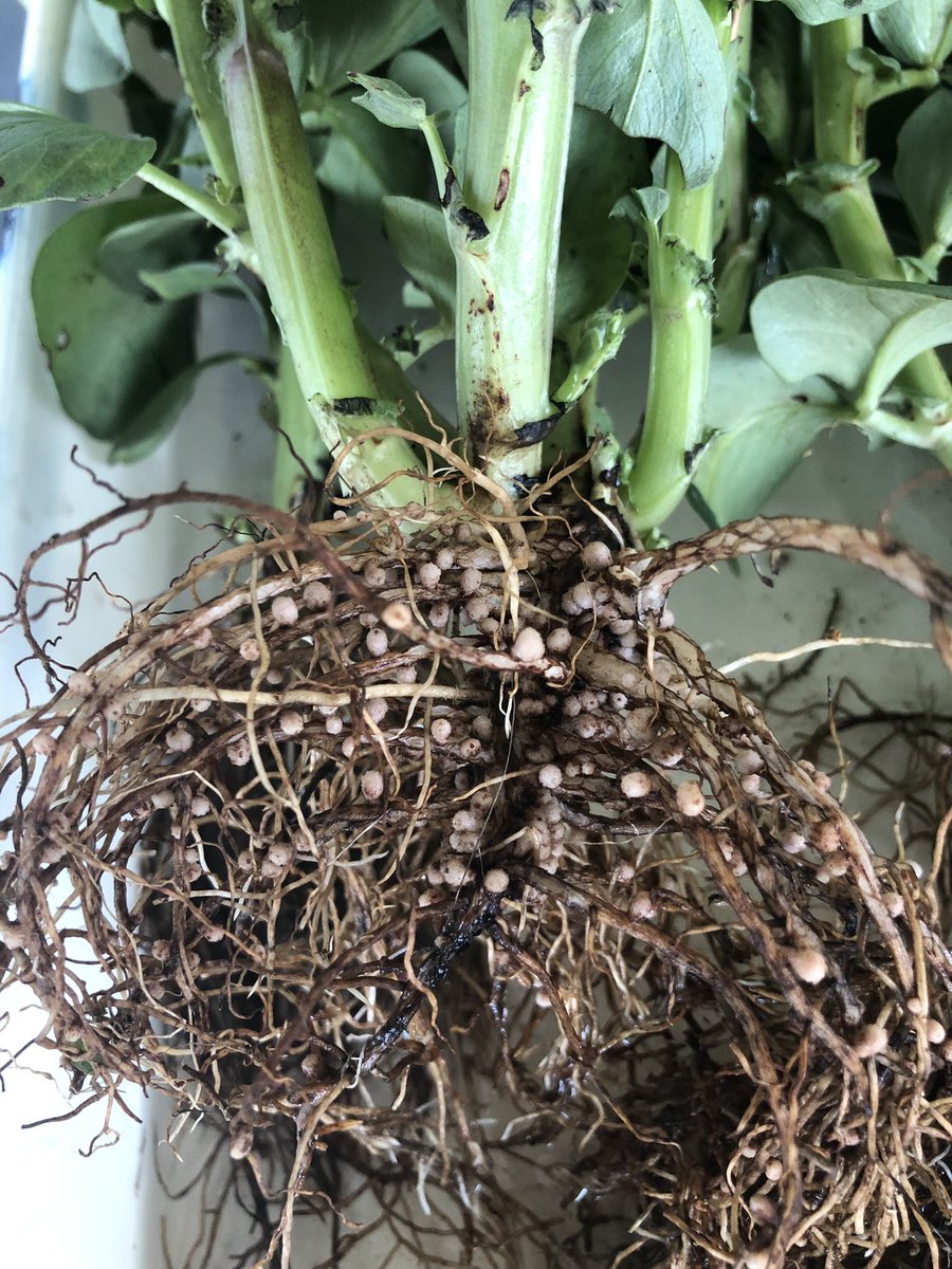Nodule envy😊! Root health investigation at the SARDI root health workshop <a href="/SAGrainTrust/">SAGIT</a> #SARDIscience <a href="/AgCommunicators/">AgCommunicators</a>
