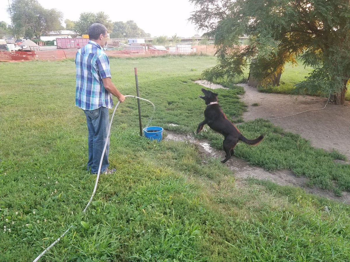 solojunierose's tweet photo. @YuezhengMigi Just my dad and the neighbor's dog. I hope that helps brighten your day! https://t.co/6PJoa2hdQW
