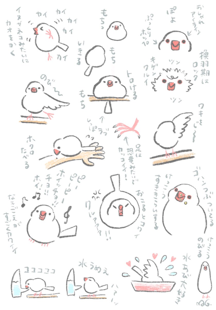 文鳥かわいいよ文鳥 