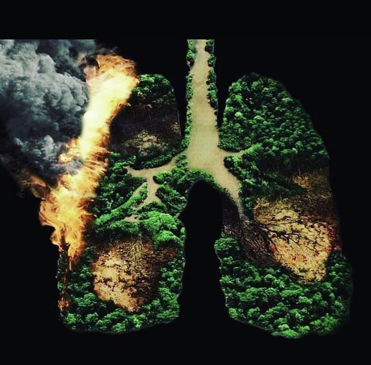 zhamanahakimii's tweet photo. When Notre dame was burning , the worlds media covered every moment of it and the billionaires rushed to restore it. Right now amazon is burning , the lung of our planet . It has been burning more than 3 weeks now. &amp; there is No media coverage no billionaires.
#PrayForTheAmazon https://t.co/AoFDJR8b2M