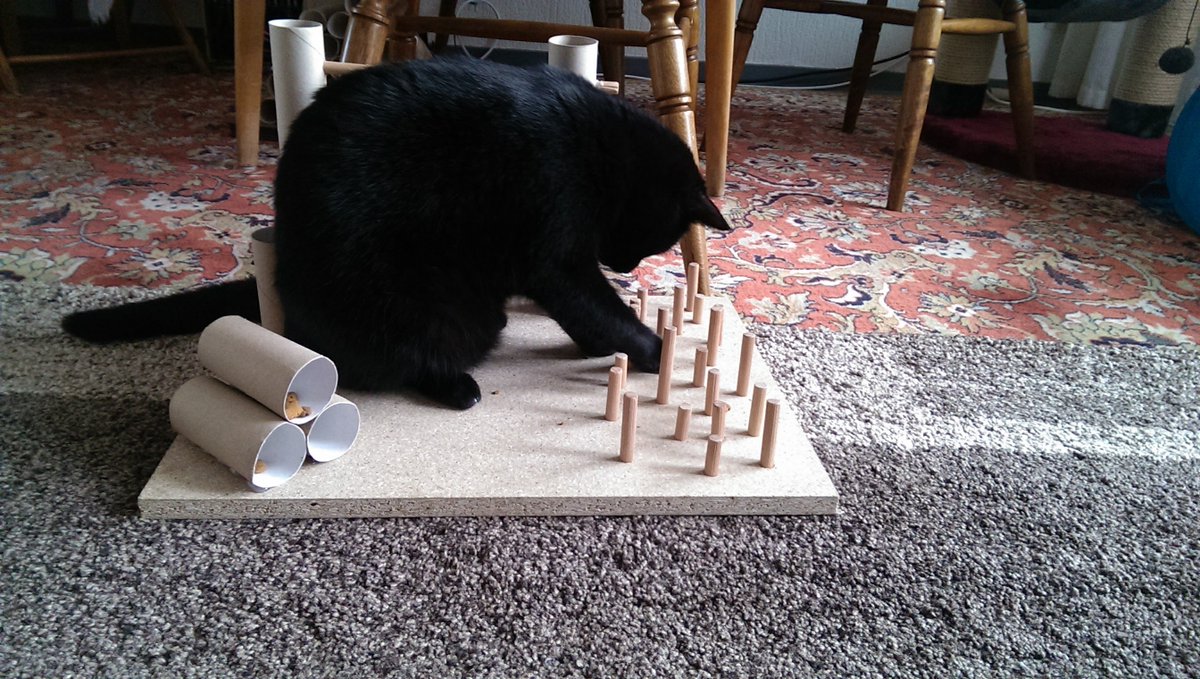 kutschisi's tweet image. Well, first she was an indoorcat in my old apartment, tried to keep her busy when I had to go to work😅 and in the summer the blacony door was always open for her to enjoy the outside world #teamcatmojo #CatifyToSatisfy ...then we moved to the new house...