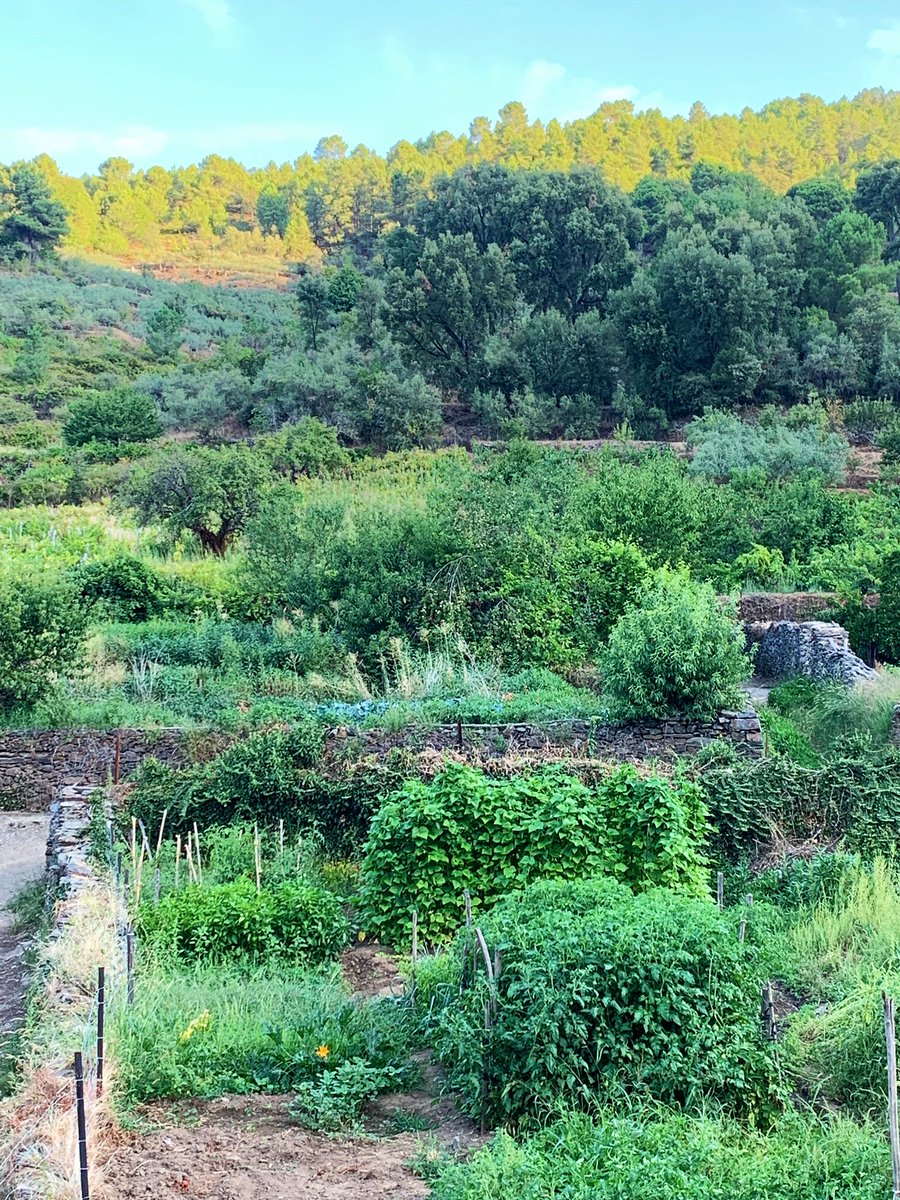 fcbzafra's tweet image. Desayuno rural en #RobledillodeGata