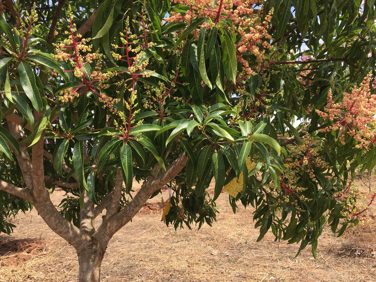 It’s that time of the year that Mangoes are flowering,this is the best time to know the type of harmful insects that may damage your fruit.A sticky trap gets the job done.