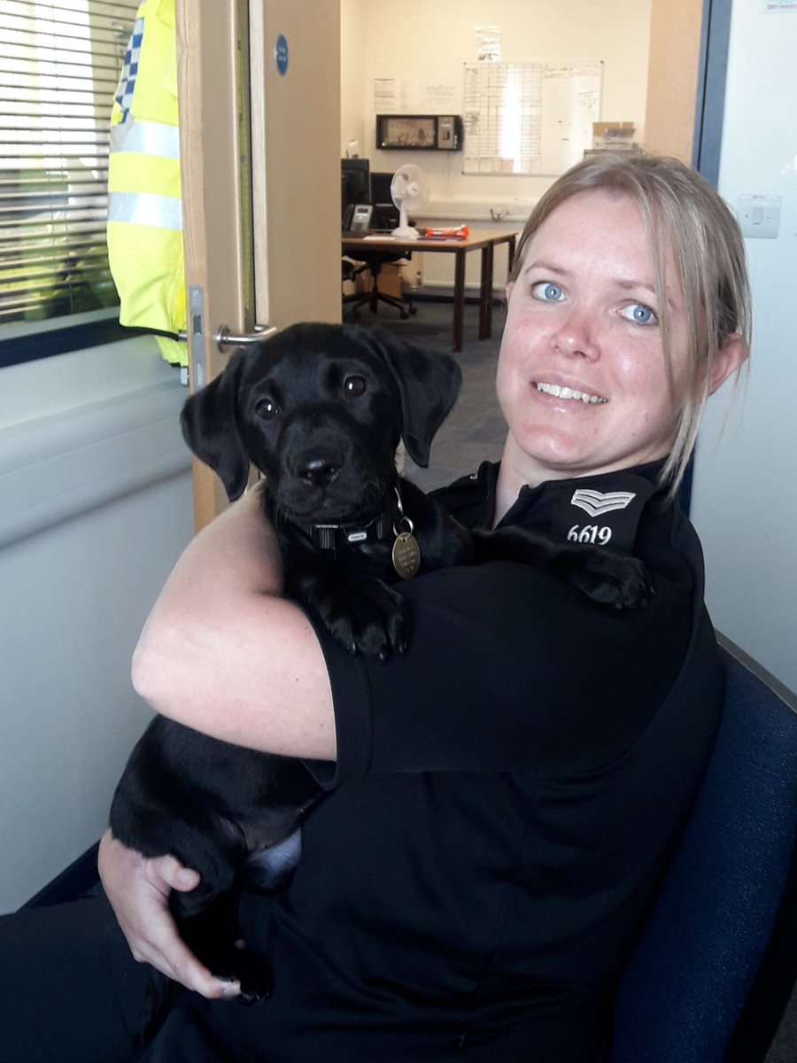 TVP_Bucks's tweet photo. NEW POLICE DOG TRAINEE
Meet Fergie, our 10 week old police dog trainee. She has definitely passed the test on cuddles this morning with Sgt Emily Dover. #PS6619 #Newrecruit #NHPT #TVPRural https://t.co/5qyk1B2Ps9