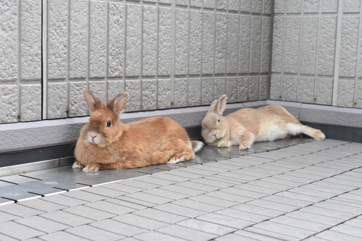 3匹のうさぎ ベランダ T Co Ja9ux3p1f4 Twitter
