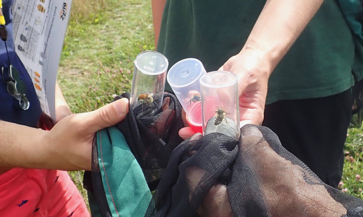 HimsworthM's tweet photo. Didn’t know our #beeblitz with @BumblebeeTrust @BuzzingCoast @WoodlandTrust would bee quite so amazing. Shrill Carder on mass! As well as Brown-banded and Red-shanked Carder bees! Thank you @Bex_Cartwright @LEK_Kennedy @BumblebeeTrust @kate_zofia @KentWildlife #VictoryWoods https://t.co/Pgr2YLsN8Y