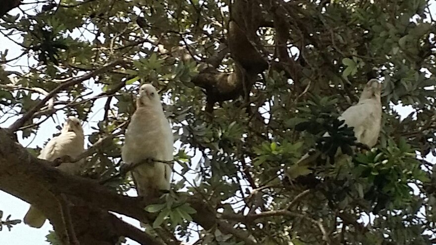 @pinkybarks @ParrotOfTheDay What are you looking at?!
#ownpic #BirdsOfCoogee