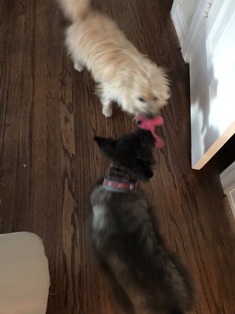 harrydiscovers's tweet photo. Love me some tug-o-war! #friendsofharry @SalMayDiscovers @outofthekennel @OpKindness @spcaoftexas @Petco https://t.co/G5fZqtKip8