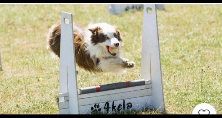 Flyball anyone facebook.com/24723070195792…