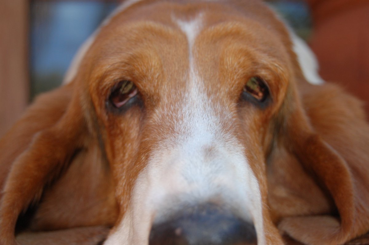 Jumarie_E's tweet photo. Going through my old photos and coming across the shot I fell in love with the moment I took it of my basset hound. Will always cherish this photo! https://t.co/cLPVrH1AVB