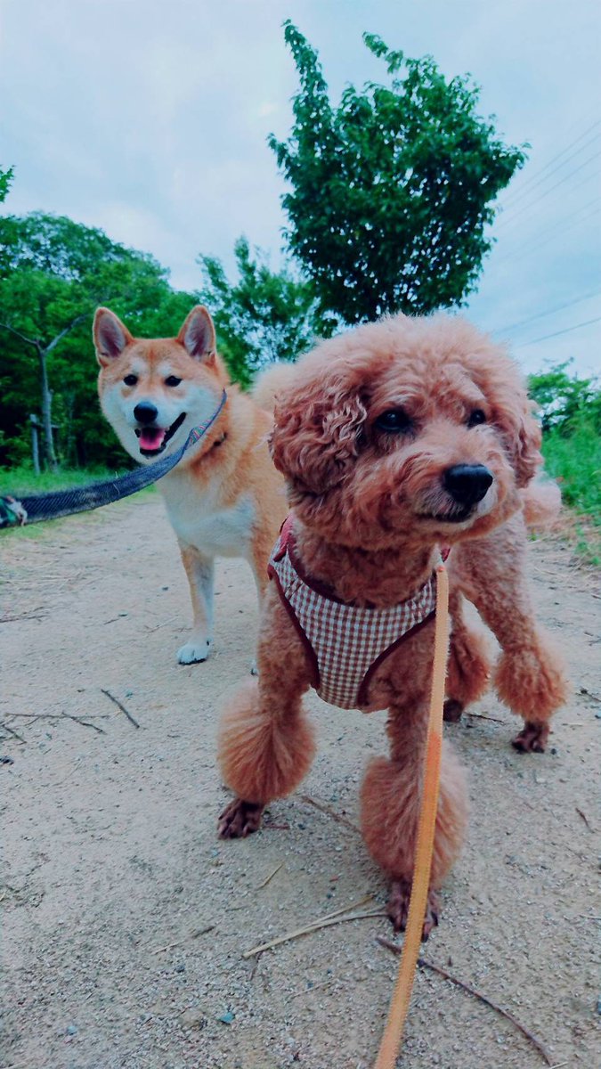 チューチュートレイン