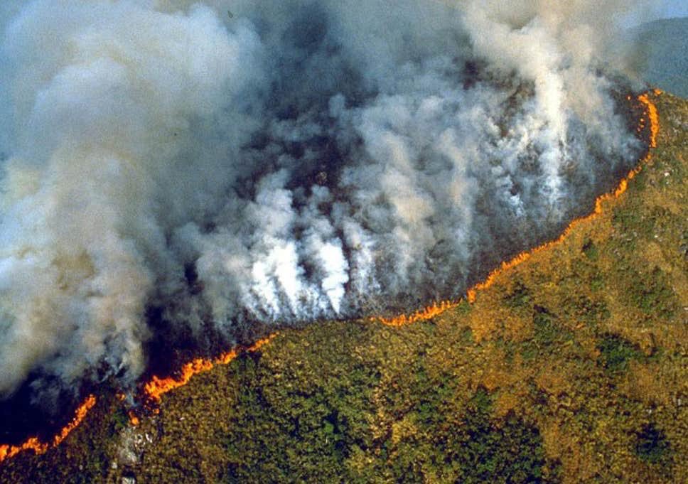candacecbure's tweet photo. My heart is breaking, our beautiful Amazon is on fire, and has been for 2 weeks!! #PrayforAmazonia #PrayForTheAmazon #AmazonFire #AmazonRainforest https://t.co/kjsFC5nM9W