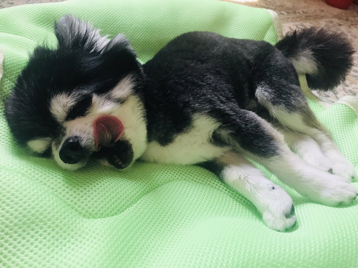 うちのチワワは世界一可愛い