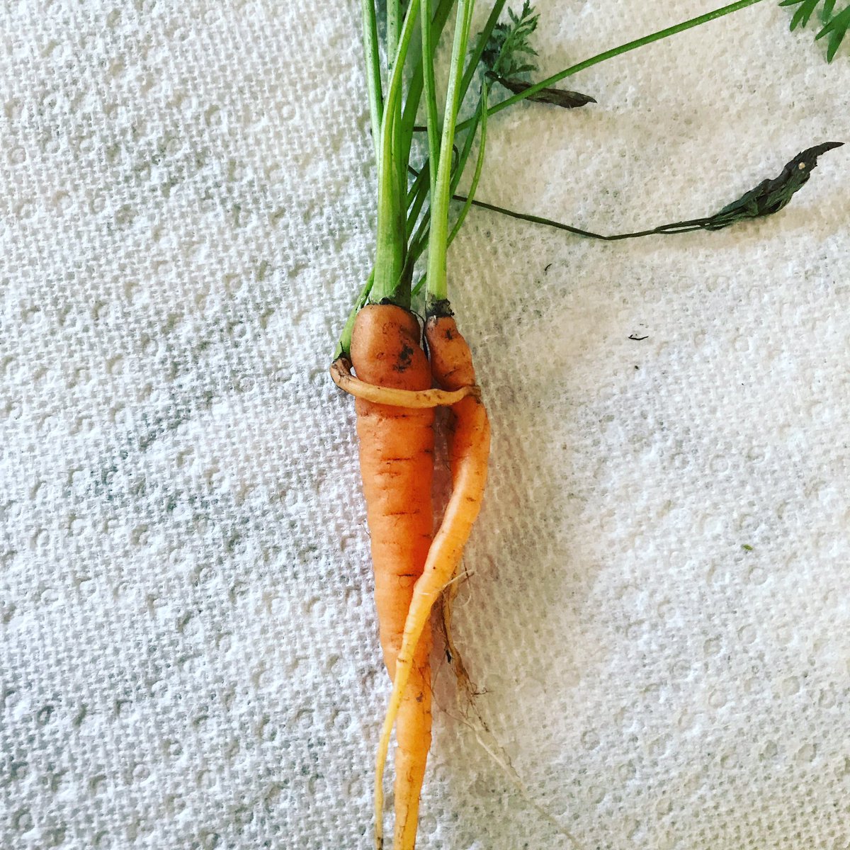 Lisaatdottified's tweet photo. Oooh la la! Mon Cherie! #vegetables #homegrown #fiftyshadesoforange #yyc #carrots #🥕 #getcloser #growclose #mdrockyview #goodcrop https://t.co/Omew79kJjN