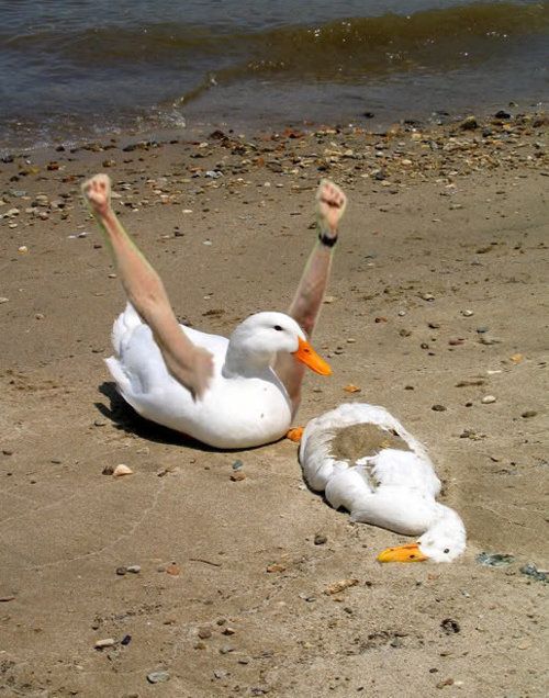 Mad Tea Kreations on X: "I looked up Goose with human arms.... I was not  disappointed https://t.co/31dEVI8rEd" / X