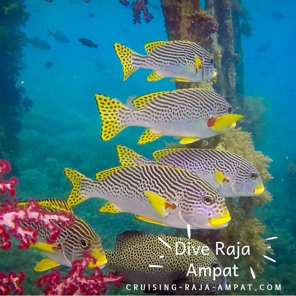 wisesarajaampat's tweet photo. Wisesa Liveaboard Indonesia
Book for 2020-Bucket List Raja Ampat
Talk to our friendly team right now!
info@cruising-raja-ampat.com
Tel/Whatsapp : +628123808851
#rajaampatsailingcruise #explorerajaampat #summer #wisesaliveaboard #wisesarajaampat #wisesa #liveaboard https://t.co/gygjz2bUkU