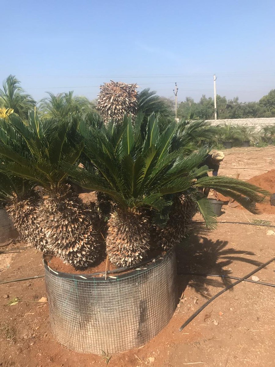 TreesUnique's tweet image. #beautiful #trees to #plant in your surroundings