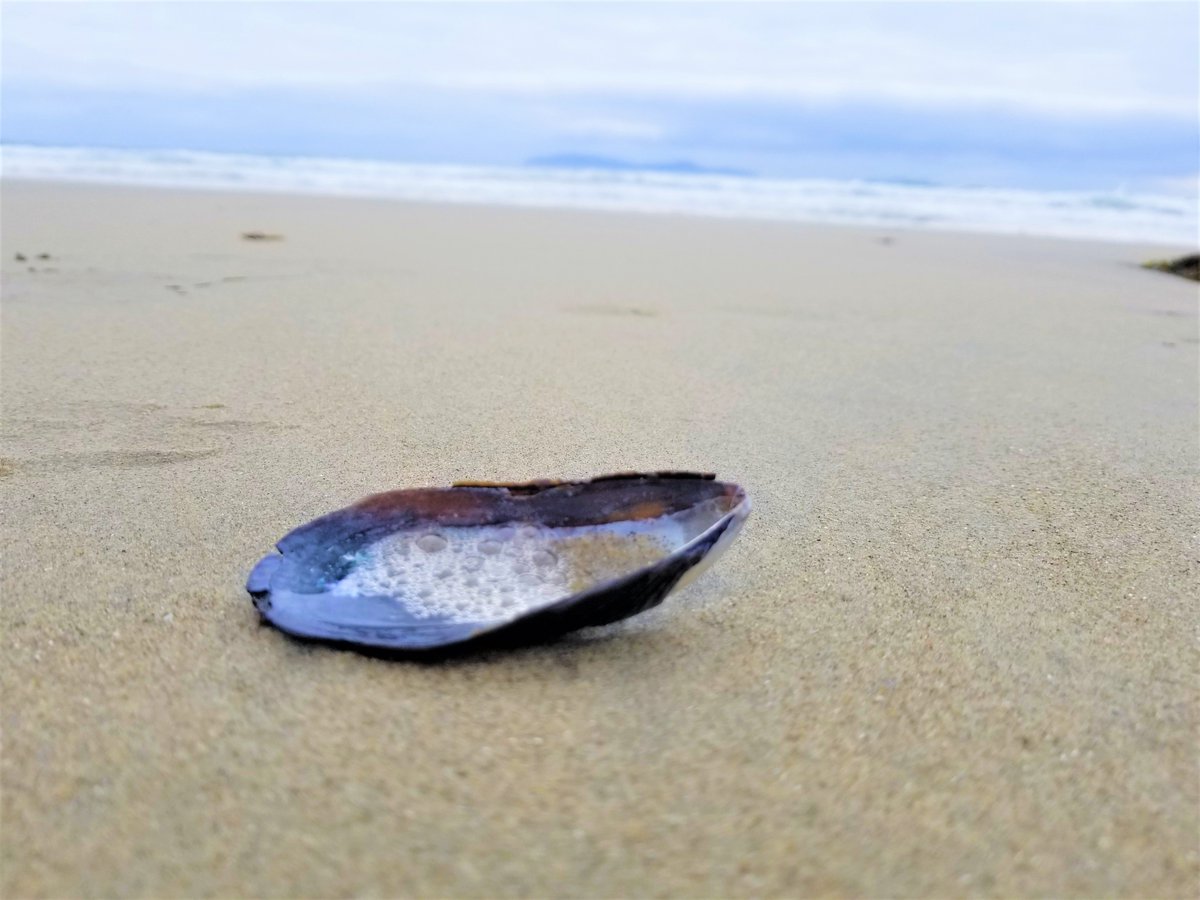 olson_js's tweet photo. Sometimes yo just want to be alone.
#lonely #beach #melancholic #summer https://t.co/rWLa5g7MNT