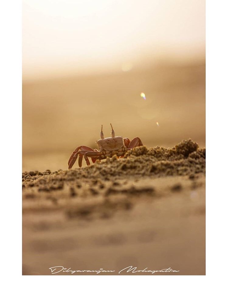 VisitKendrapada's tweet photo. Say hello to the Crab 🦀 at the #PenthaBeach #kendrapara #kendrapada #VisitKendrapada #wildlife #photography #VisitOdisha

📸 Divya Ranjan https://t.co/MniFmy1Nd3