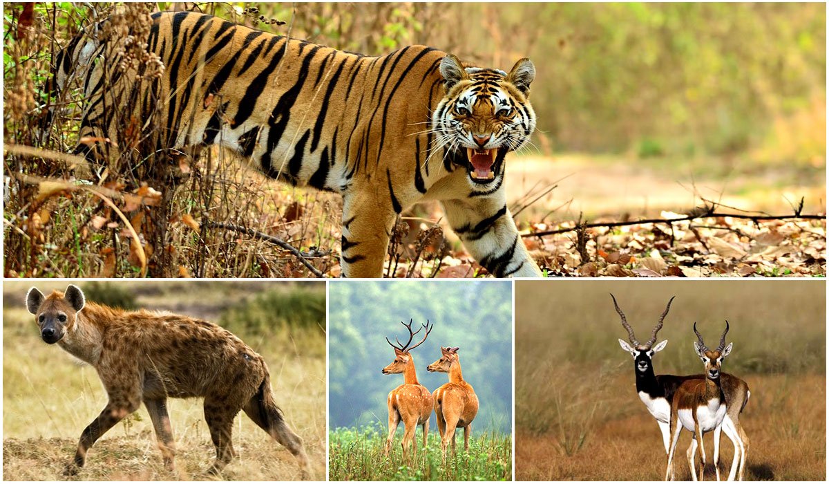 stateexpressind's tweet photo. Plan a Jungle Safari Tour in Indian National Parks with State Express.

𝐑𝐞𝐚𝐝 𝐦𝐨𝐫𝐞: https://t.co/Qo6KKmBQbm
Planning for Jungle Safari Tour? Visit:  https://t.co/xuI6zKk0fH

#WildlifeTourIndia #JungleSafariIndia #TigerSafariIndia #BestJungleSafariIndia #StateExpress https://t.co/hdr2yeEntr