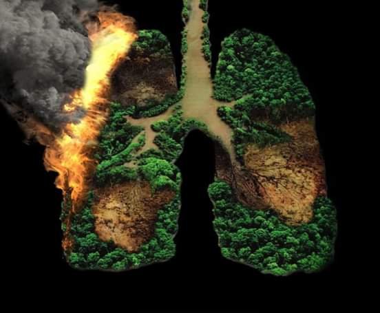 isekhar188's tweet image. 😥😱It's paining.... Amazon🌴🙈🙀 forest is in fire from past 2 weeks..20% of 🌎Earth's oxygen produces from here....
#AmazonRainforest
#AmazonFire
#amazonforestfire
#PrayforAmazonas