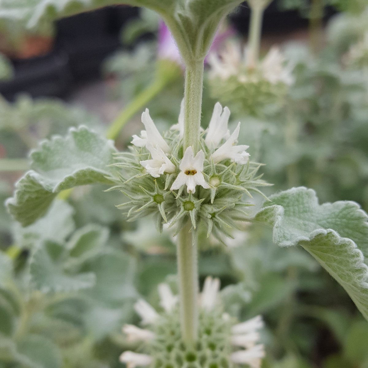 PlantPref's tweet photo. I'm really impressed with this Marrubium incanum grown from seed this year. Just have to see how those felted leaves fair overwinter.
#marrubium #marrubiumincanum #greyleaves #whiteflowers #fullsun #drainedsoil #lamiaceae #droughttolerant https://t.co/LeIW5Ovg8R