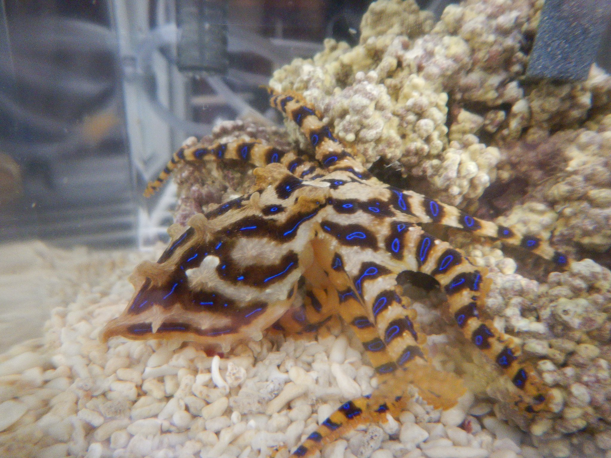 ｎina 3月15 日東京むし作品展 A Twitter イヤーカフ作ってます 色々調べたら厚さが薄い方が良さそうなので前から作りたかったヒョウモンダコにしました 耳にタコ 猛毒 これがうまくいったら バリエーション増やしますね T Co