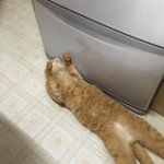 前に冷蔵庫から漏れてきた涼しさが忘れられない猫!