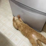 前に冷蔵庫から漏れてきた涼しさが忘れられない猫!