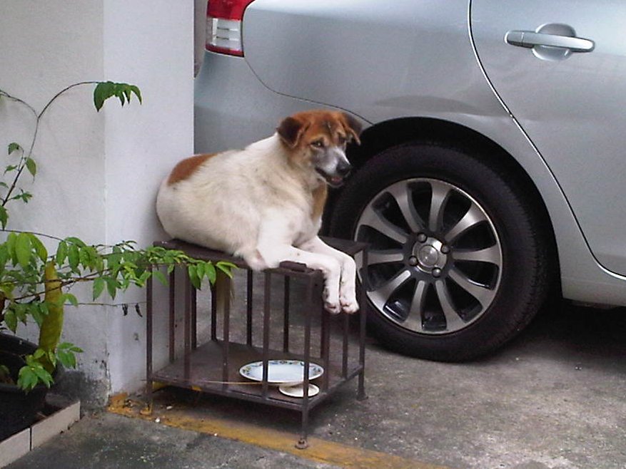尻尾のない犬 ありがとう がんばって作ります うちのブーが思い切りパリア系ですね パリア はほんとうに魅力的です インド行くとパリア天国でもうたまらないです 尻尾のない犬 ありがとう がんばって作ります うちのブーが思い切りパリア系ですね パリア はほんとうに魅力的です インド行くとパリア天国でもうたまらないです