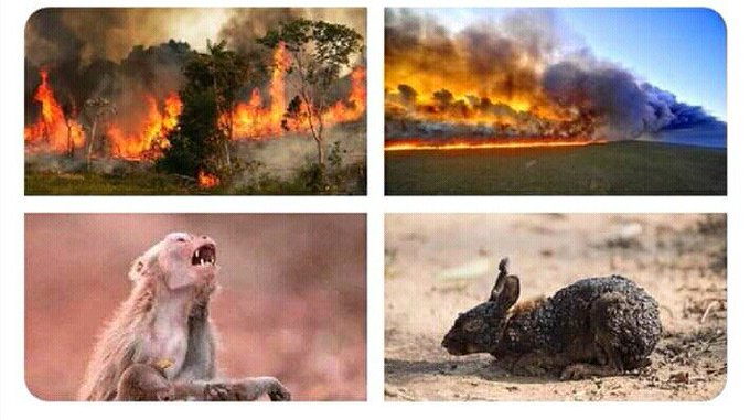 Bild auf Twitter anzeigen