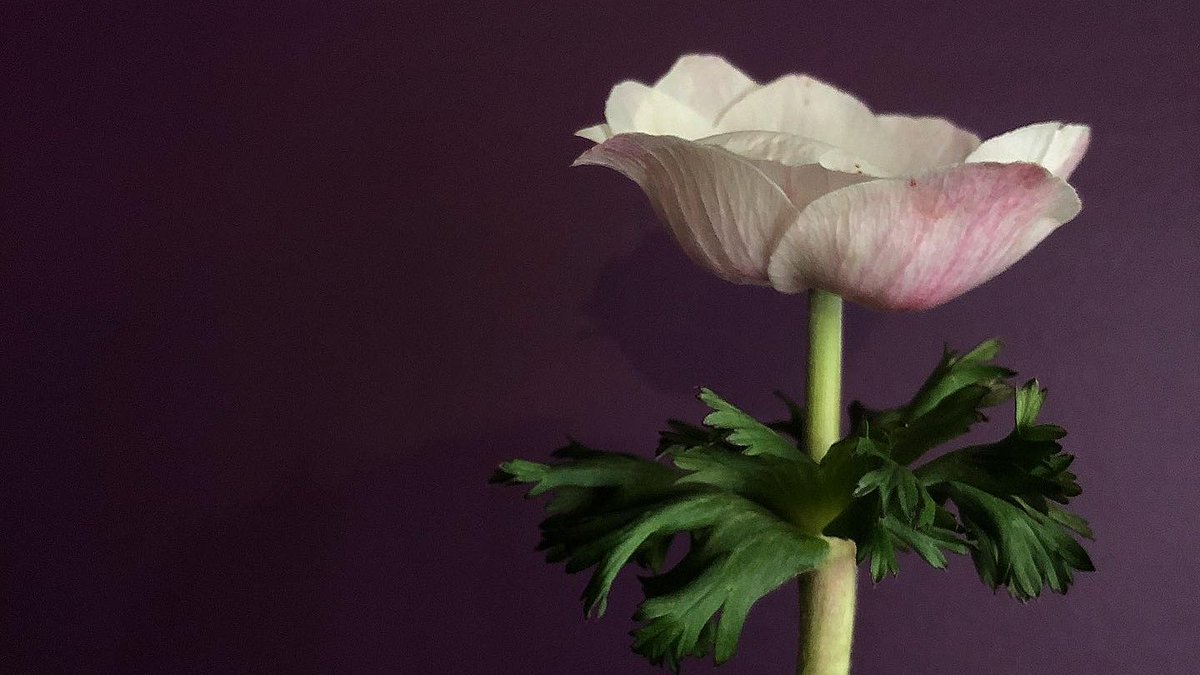 A N E M O N E. #beautifulday #anemone #beauty #mood #flower #singular