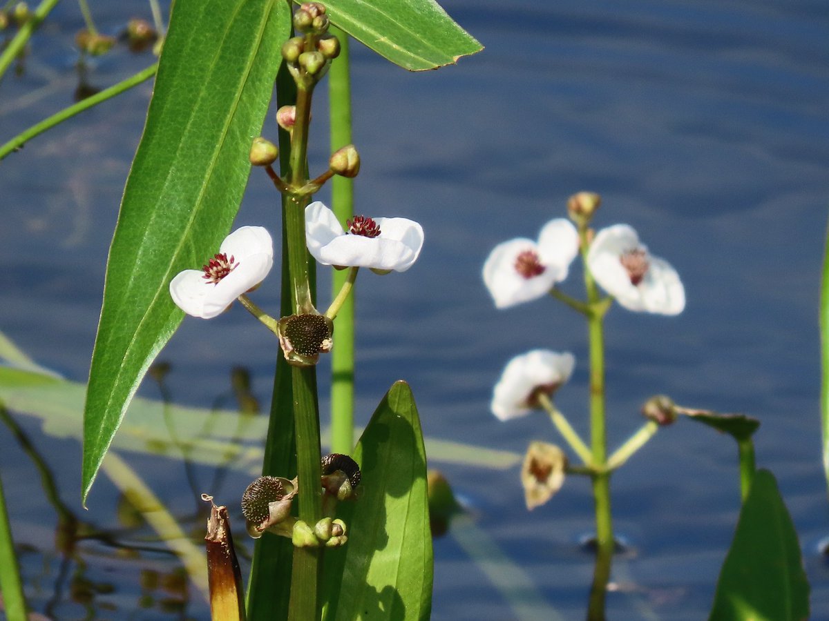 Prachtig pijlkruid in bloei in #ZaanseRietveld. FotoPBroere