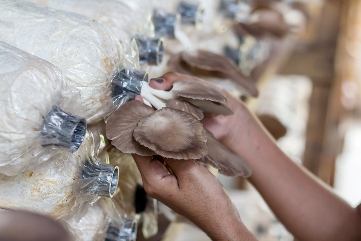 Ben jij al op zoek naar flexibel personeel om straks die paddestoelen te plukken? Heel seizoensgebonden werk. Dat snappen we, en daar helpen we je graag bij. bit.ly/2HeAoM7
