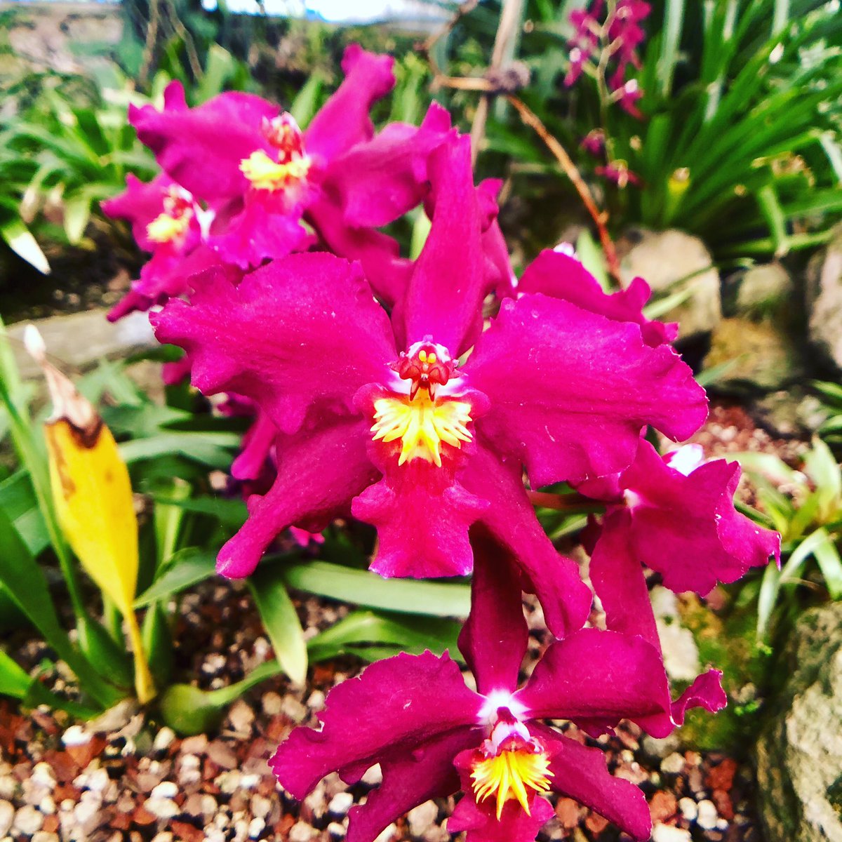 KeshOrchids's tweet photo. I saw this in orchid heaven!!! Looks like an angel! 😍🍀 #orchid #orchidlove #orchidinbloom #orchids #orchidee #BotanicalGarden #botanical #flower https://t.co/M0bH6J7TtD