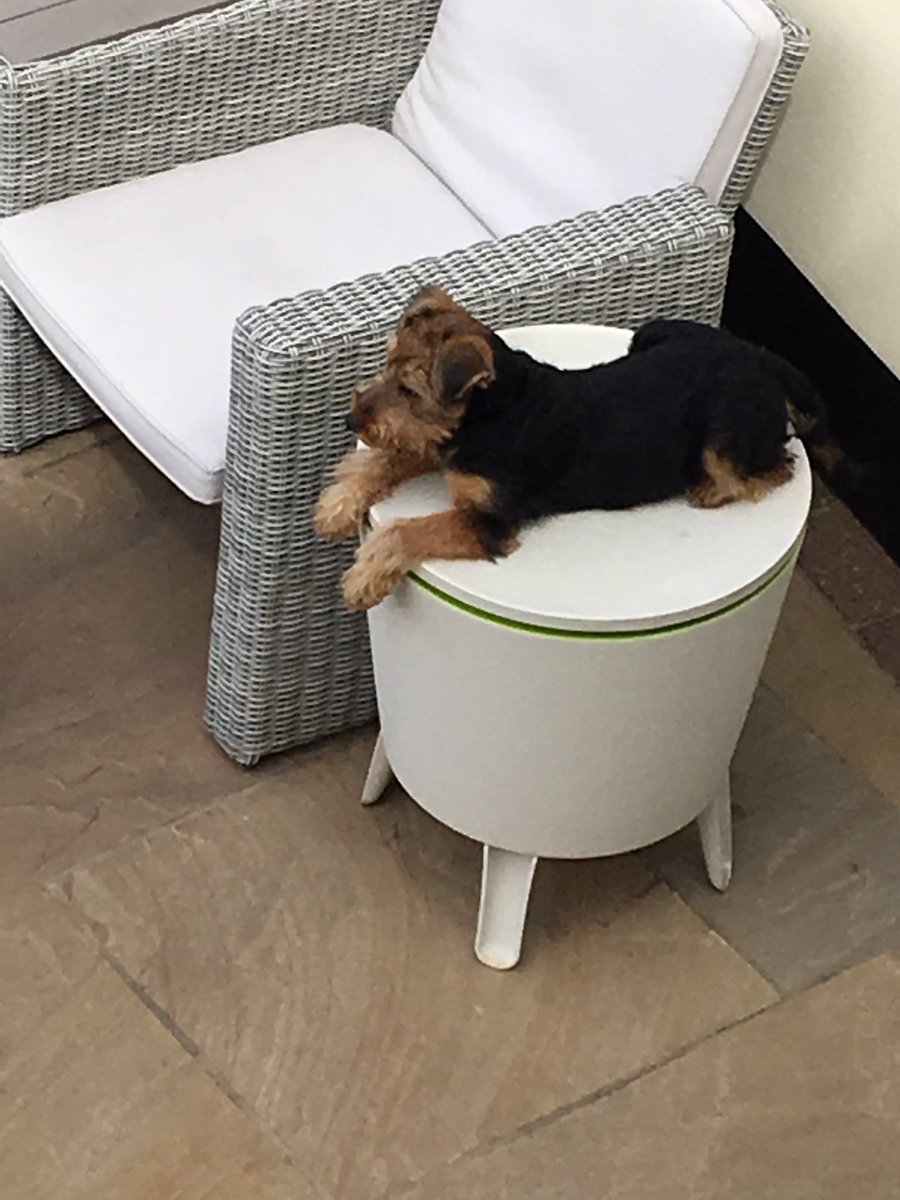 Hey....hope all my fellow furry friends are keeping cool in this lovely weather 😎 I’ve doing the ideal spot on top of the beer cooler!!!