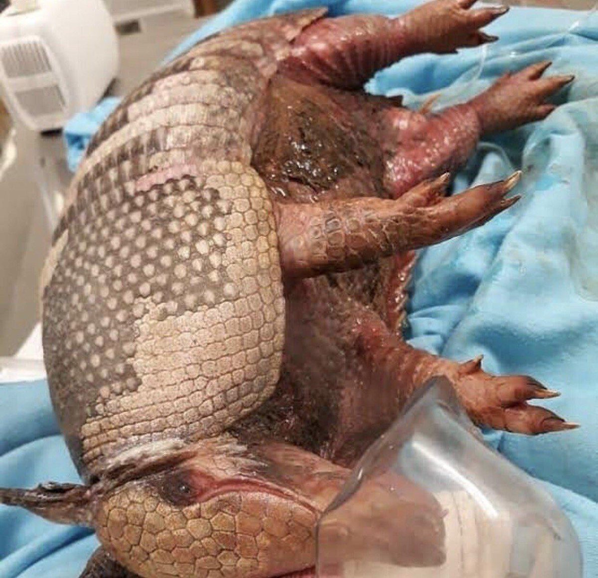 Kumar swapnil tweet media