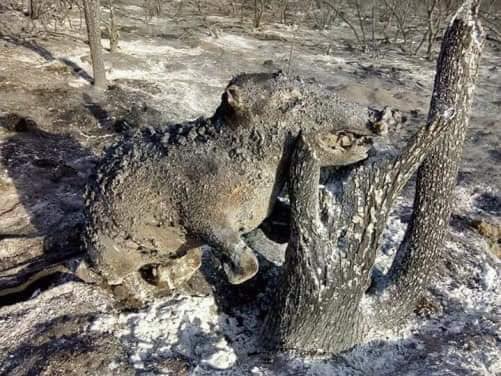 Kumar swapnil tweet media