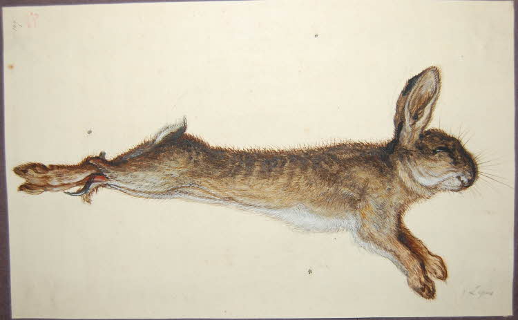 JanMooreMrsCox's tweet photo. #Royston, 1610
The best in all England for hare-hunting, in which his Majesty takes extreme pleasure.
Duke of Wirtemberg

#IfTheyHadPostcardsThen #Hare #AnimalsInArt #KingJamesI 

Artist unknown, pen, ink and watercolour, #17thCentury
© The Trustees of the British Museum https://t.co/LAVn8FOg31