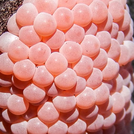 SNAIL EGG SURGE
•
Honouring the wisdom of pattern, from the natural to the manmade
Photos: Sun City Center Photos
•
#pink #cluster #egg #science #asmr #trypophobia #snail #pastel #pattern #PATTERNITY