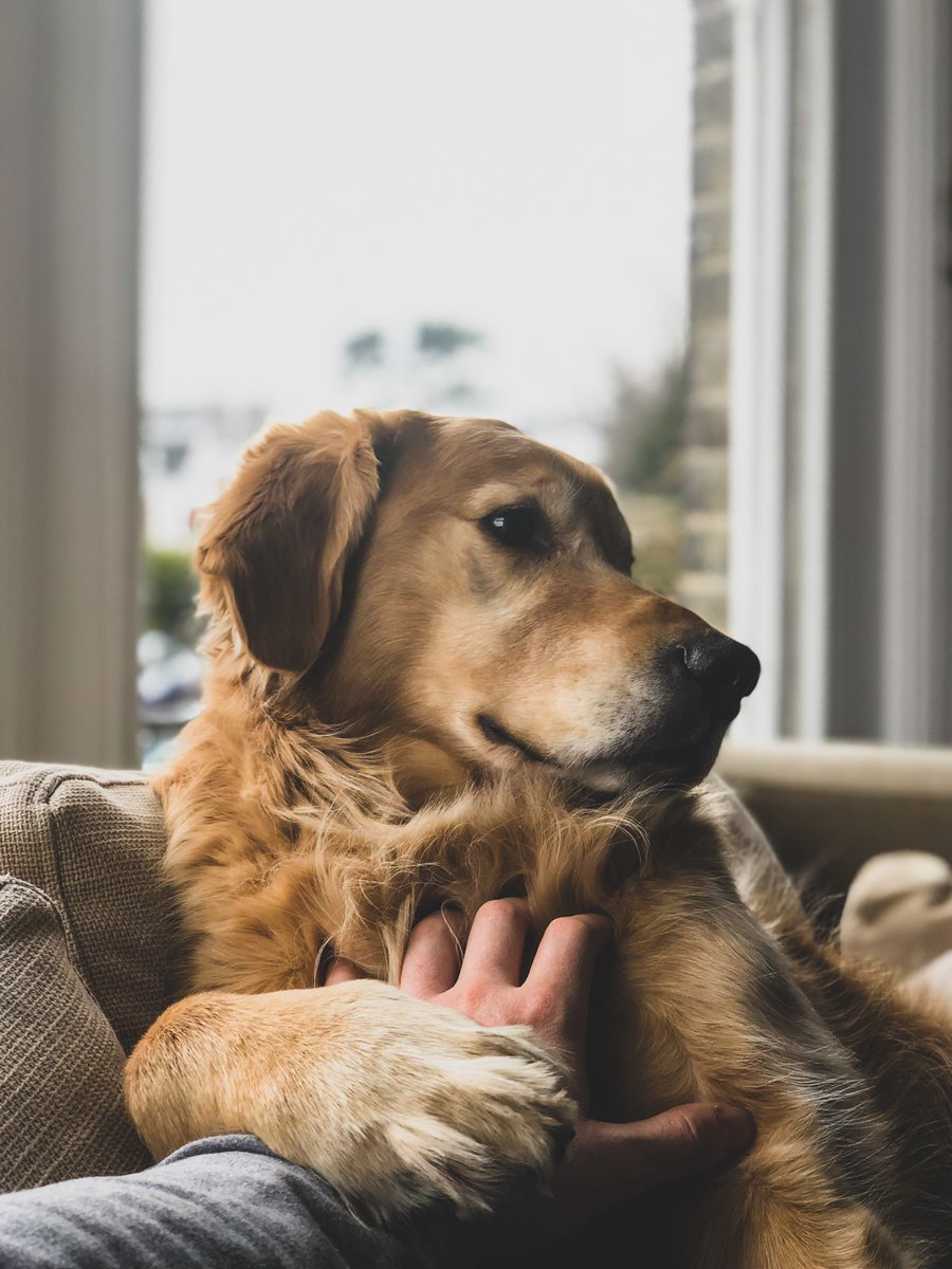 vetsupplyau's tweet photo. All I want is cuddles and more cuddles.
#CuddleDogs #LoveDogs #ThursdayThoughts https://t.co/ADbSBJT6eY